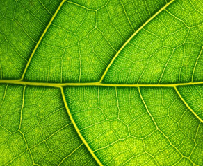 Green leaf macro background. Beautiful nature backdrop. Close up of textured. Environment and...