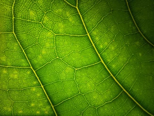 Foto op Plexiglas Macrofotografie Groene blad macro achtergrond. Prachtige natuur achtergrond. Sluit omhoog van geweven. Milieu- en ecologieconcept, ruimte voor uw ontwerp