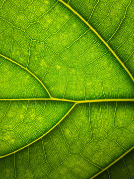 Green leaf macro background. Beautiful nature backdrop. Close up of textured. Environment and ecology concept. Vertical image, space for your design