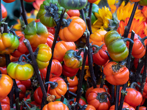 PlantFiles Pictures: Scarlet Eggplant, Mock Tomato Mini Pumpkins, Japanese  Golden Eggs 'Ruffled Red' (<i>Solanum aethiopicum</i>) by onalee