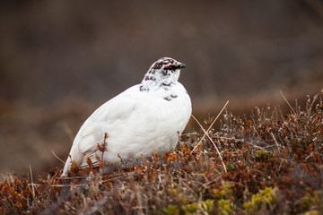 Female Rock Ptarmigan (Lagopus muta) still bearing part of winter plumage, as photographed in Skaftafell, Vatnajökull National Park, in Iceland