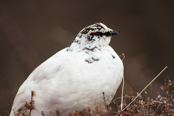 Female Rock Ptarmigan (Lagopus muta) still bearing part of winter plumage, as photographed in Skaftafell, Vatnajökull National Park, in Iceland