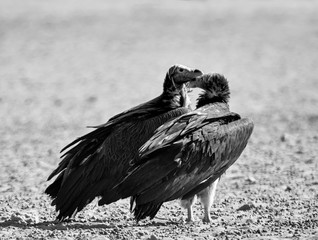 Lappet-Faced Vultures