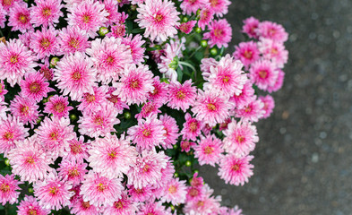 Pink flower in the garden for background.