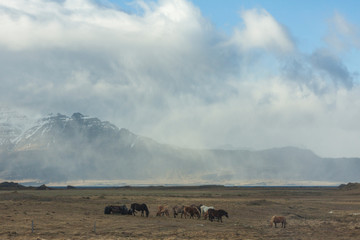 Herd of pony-sized Icelandic horses as pictured with a backdrop of snowy mountain range and barren spring steppe landscape and a storm over the fjord in the eastern region of Iceland
