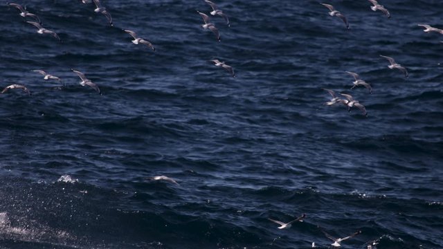 A flock of ocean birds flying close to a washy ocean surface in slow motion.