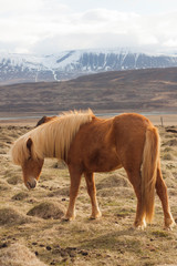 A pony-sized Icelandic horse as pictured with a backdrop of snowy mountain range and barren spring steppe landscape