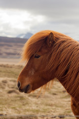 A pony-sized Icelandic horse as pictured with a backdrop of snowy mountain range and barren spring steppe landscape