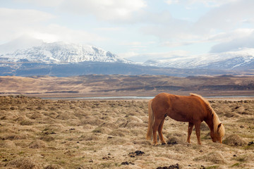 A pony-sized Icelandic horse as pictured with a backdrop of snowy mountain range and barren spring steppe landscape