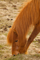 A pony-sized Icelandic horse as pictured with a backdrop of snowy mountain range and barren spring steppe landscape