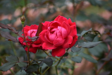 Flower-163