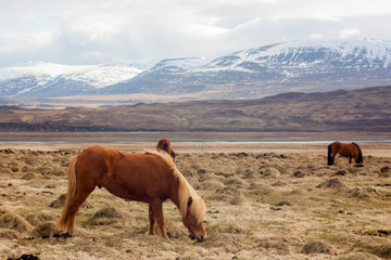 A pony-sized Icelandic horse as pictured with a backdrop of snowy mountain range and barren spring steppe landscape