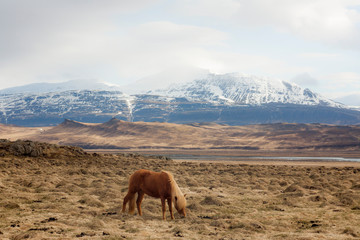 A pony-sized Icelandic horse as pictured with a backdrop of snowy mountain range and barren spring steppe landscape