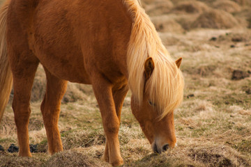 A pony-sized Icelandic horse as pictured with a backdrop of snowy mountain range and barren spring steppe landscape