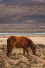 A pony-sized Icelandic horse as pictured with a backdrop of snowy mountain range and barren spring steppe landscape