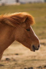 A pony-sized Icelandic horse as pictured with a backdrop of snowy mountain range and barren spring steppe landscape