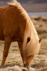 A pony-sized Icelandic horse as pictured with a backdrop of snowy mountain range and barren spring steppe landscape