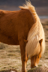 A pony-sized Icelandic horse as pictured with a backdrop of snowy mountain range and barren spring steppe landscape