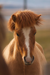 A pony-sized Icelandic horse as pictured with a backdrop of snowy mountain range and barren spring steppe landscape