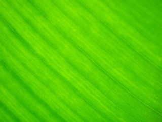 Green Banana leaf texture abstract background.
