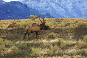 Yellowstone bull elk