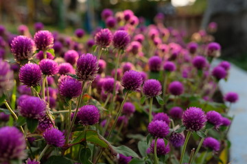 Purple flower (Gomphrena globosa) at  the park with soft tungsten sun glares
