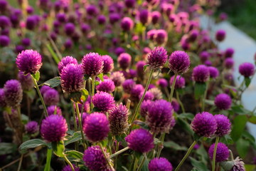 Purple flower (Gomphrena globosa) at  the park with soft tungsten sun glares