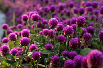 Purple flower (Gomphrena globosa) at  the park with soft tungsten sun glares