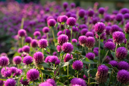 Purple flower (Gomphrena globosa) at  the park with soft tungsten sun glares