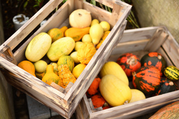 ハロウィン　かぼちゃ