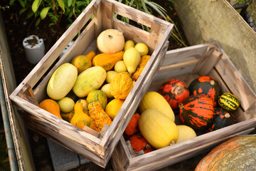 ハロウィン　かぼちゃ