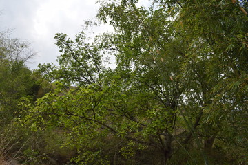 big tree on the hill area nepal