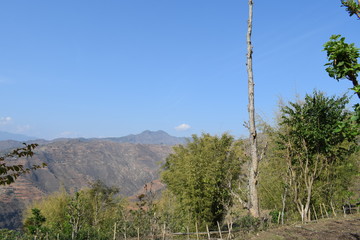 Obraz premium pine trees in the mountains