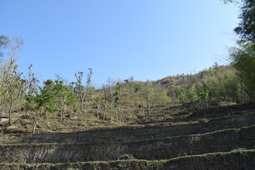 landscape with trees and sky