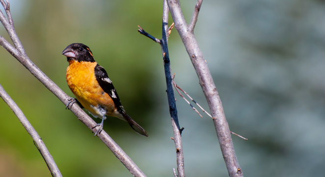 Black headed grosbeak in branches on a summer day with a blue sky