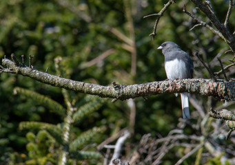 Dark eyed junco in a forest in the Great Smokey Mountain National Park Tennessee