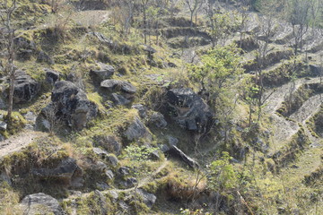 wild boar in the woods