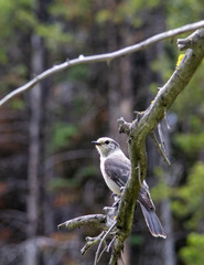 grey jay in a forest in Yellowstone National Park