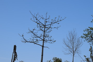 tree and sky