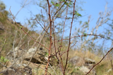 dry grass in the wind