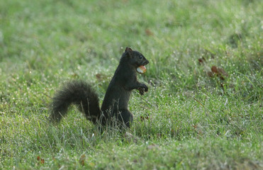 A rare cute Black Squirrel (Scirius carolinensis) standing in the grass with a Sweet Chestnut in its mouth. It is collecting for its winter store of food.