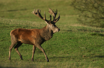 Naklejka na ściany i meble A magnificent Red Deer Stag, Cervus elaphus, walking across a field during rutting season.