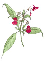 Botanical illustration of Impatiens glandulifera. Vector clored isolated  - obrazy, fototapety, plakaty