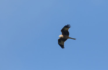 A magnificent Red Kite, Milvus milvus, flying in the blue sky.
