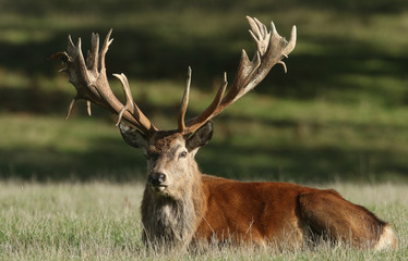A magnificent Red Deer Stag, Cervus elaphus, resting in a field during rutting season.