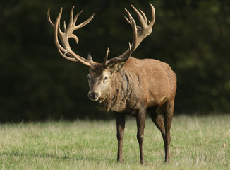A magnificent Red Deer Stag, Cervus elaphus, standing in a field during rutting season.