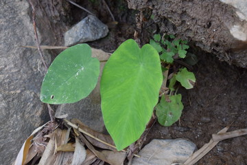 green leaves on the ground