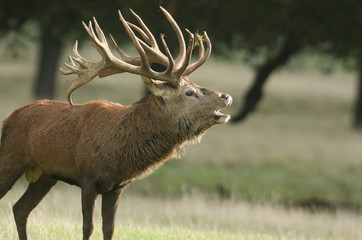 A Red Deer Stag, Cervus elaphus, bellowing in a field at the edge of woodland during rutting season.