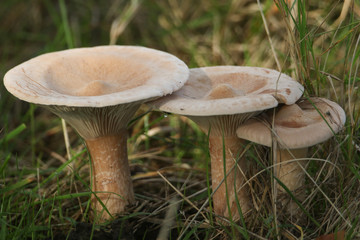 Fungi or Mushrooms growing in a field at the edge of woodland in the UK.