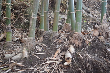Bamboo tree roots in the forest